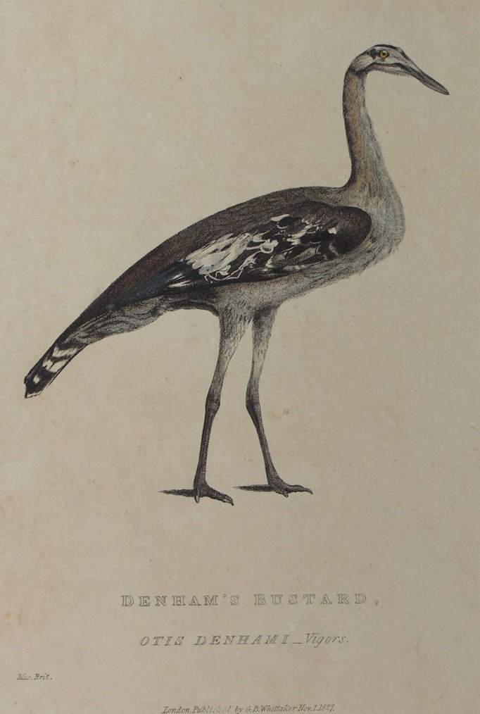 Print - Denham's Bustard. Otis Denlami - Vigos